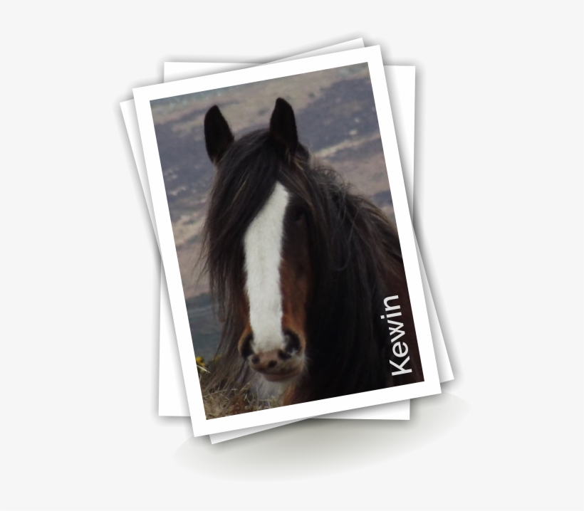 'rocky' Is Another Very Stocky Horse - Stallion, transparent png download