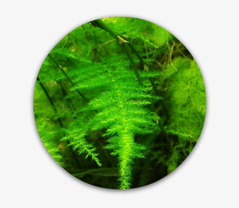 Horsetail-0 - Air Fern, transparent png download
