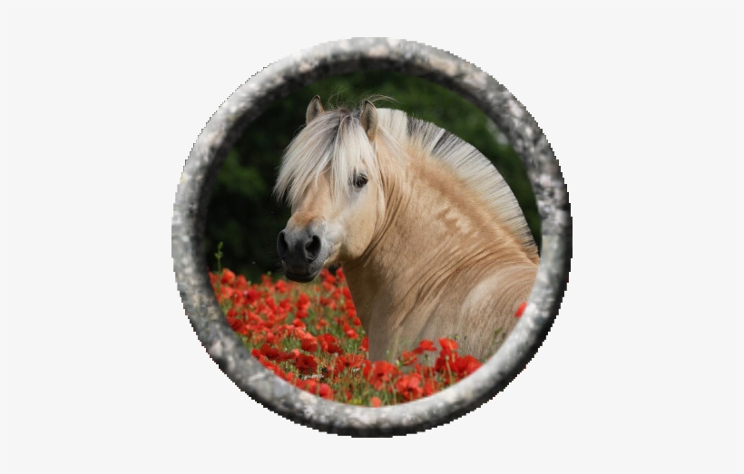 Princes Of The Apocalypse - Fjord Horse Mane Styles, transparent png download