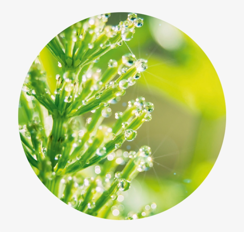 Field Horsetail - Purin D'ortie Et Compagnie, transparent png download
