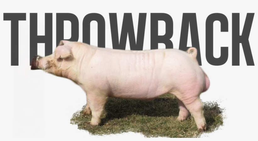 Throwback - Free After Effects Templates Third, transparent png download