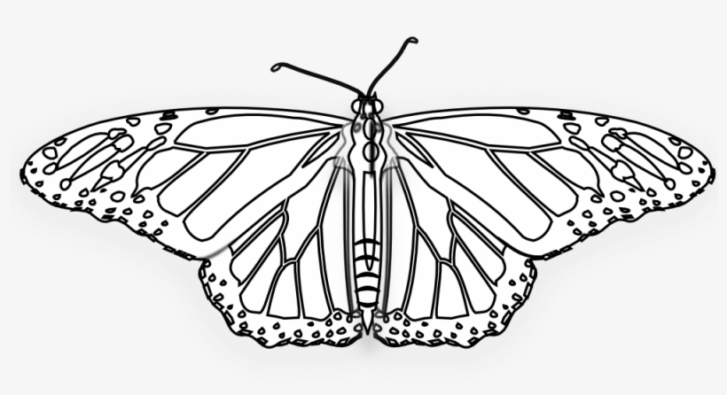 Flower Butterfly Butterfly Black White Line Art 999px - Papilio Machaon, transparent png download