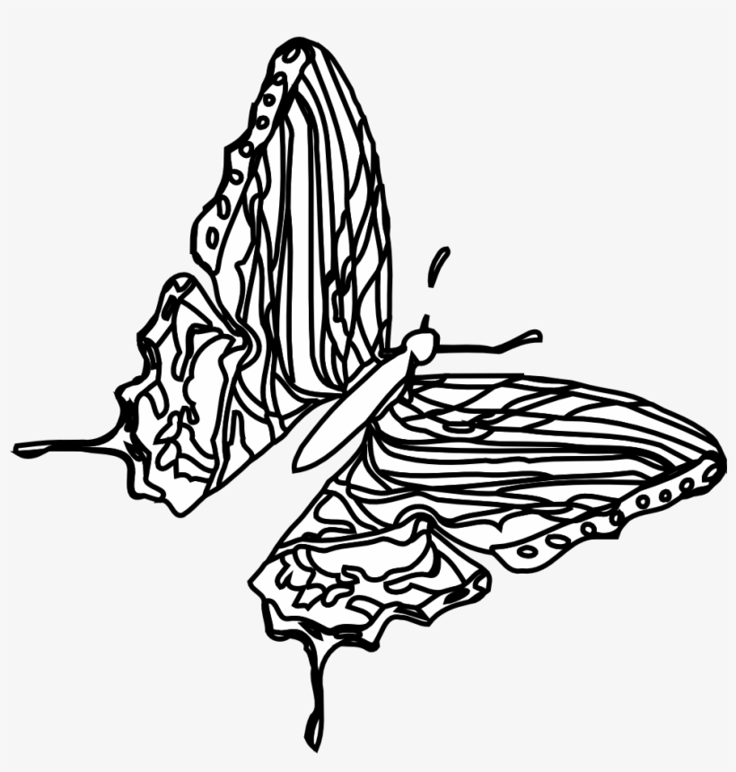 Butterfly Black White Line Art 555px - White, transparent png download