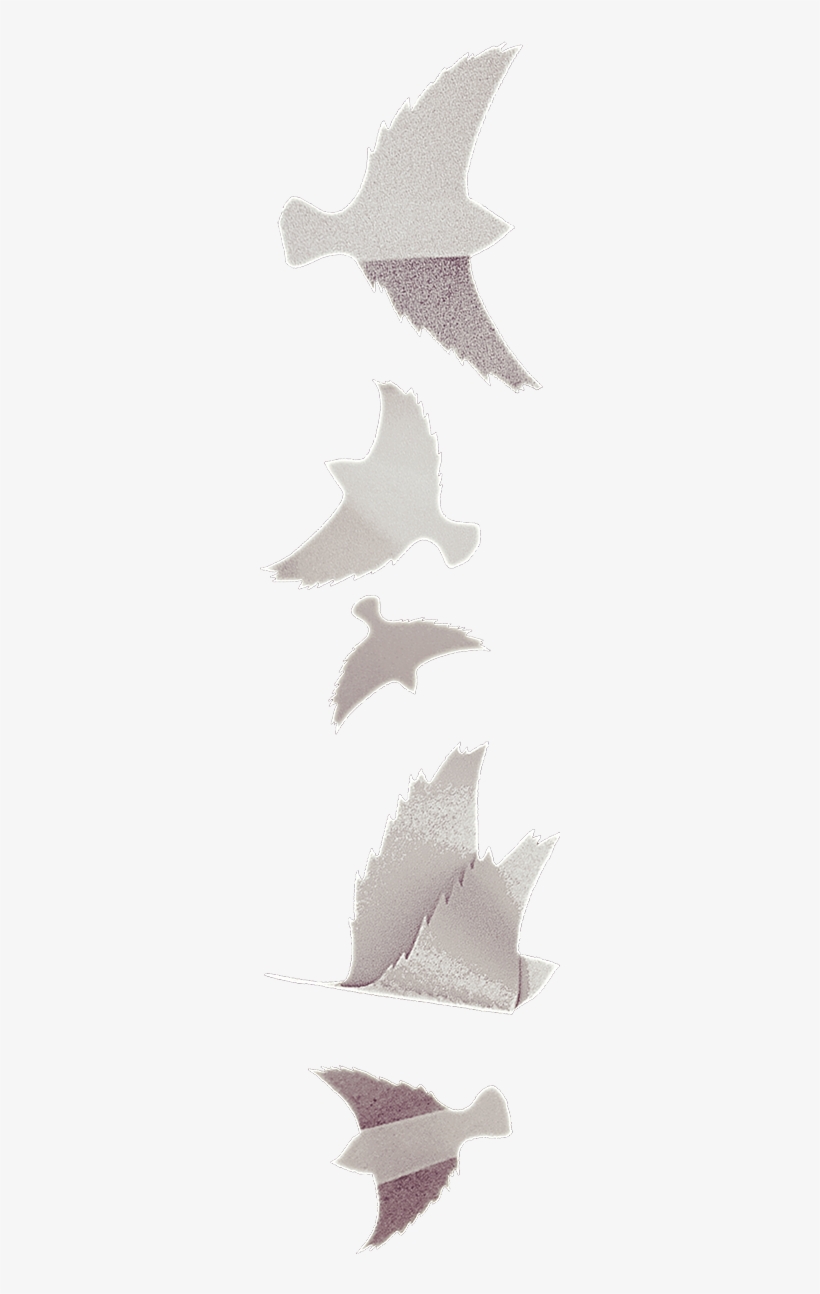 Same God Film Birds Separator - Film, transparent png download