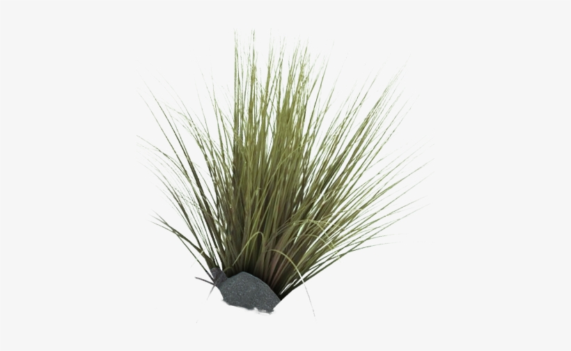 Cedar Bark Rose - Lawn Blade Cut Hot Grass Of Summer, transparent png download