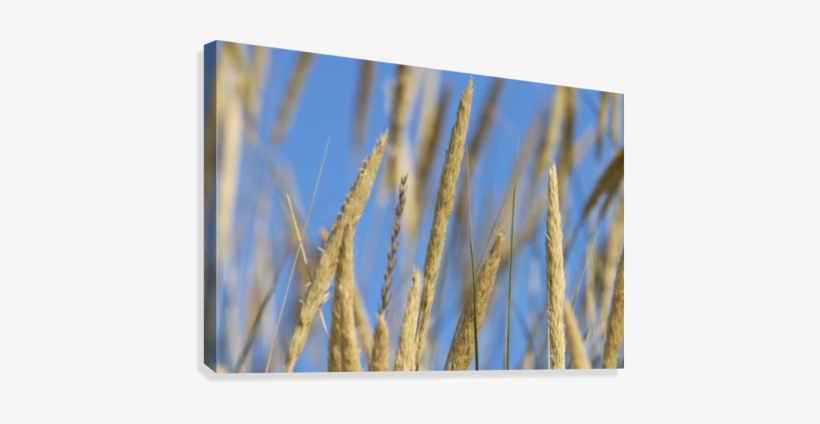Beachgrass Art - Artist, transparent png download