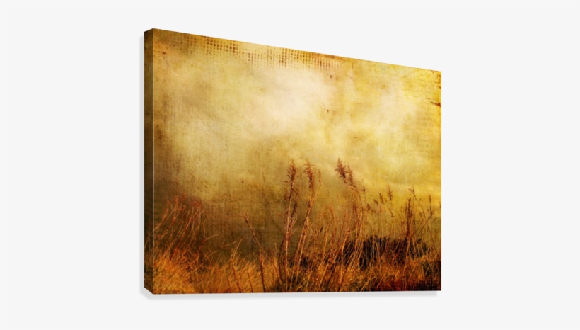 Beach Grasses Of Gold Canvas Print - Grass, transparent png download