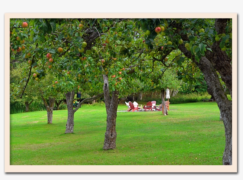 Orchrd Firepit - Fire Pit, transparent png download