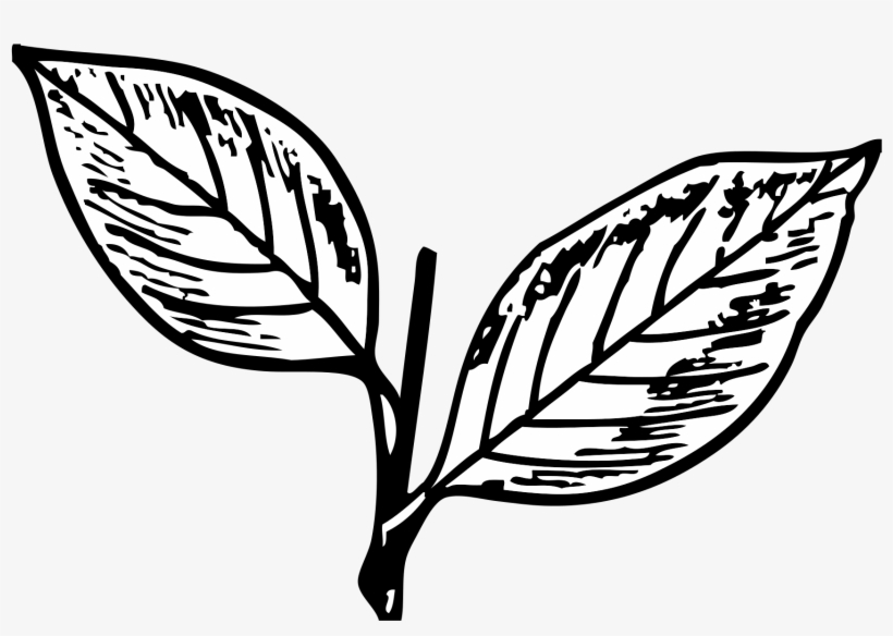 Open - All India Anna Dravida Munnetra Kazhagam Symbol, transparent png download