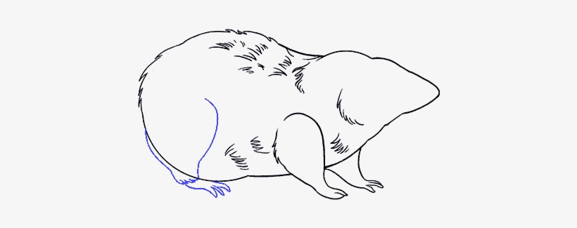 Clip Art Transparent Library How To A Rat - Rat, transparent png download