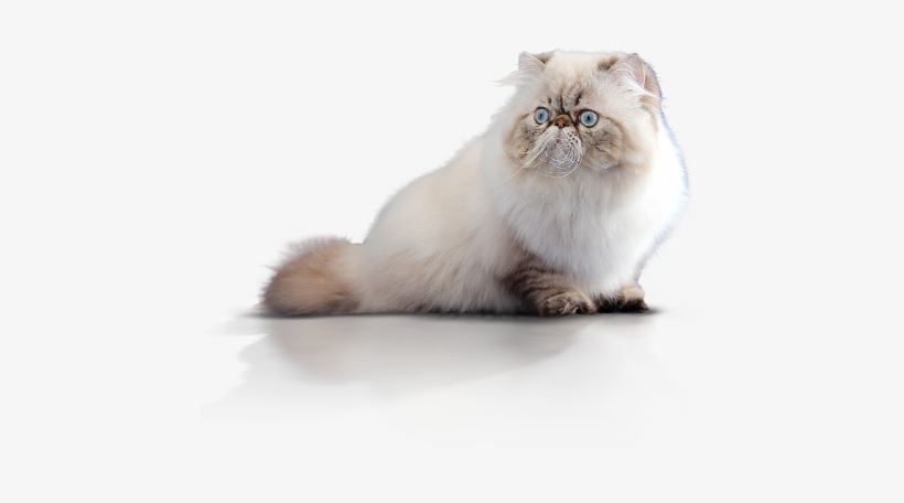 The Name Himalayan Has Nothing To Do With The Mountain - Persian Cat Hd Png, transparent png download
