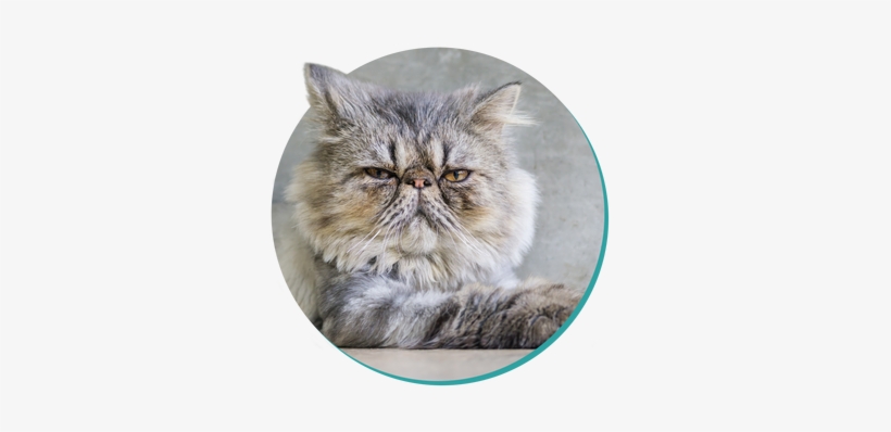 Persian - Cat, transparent png download
