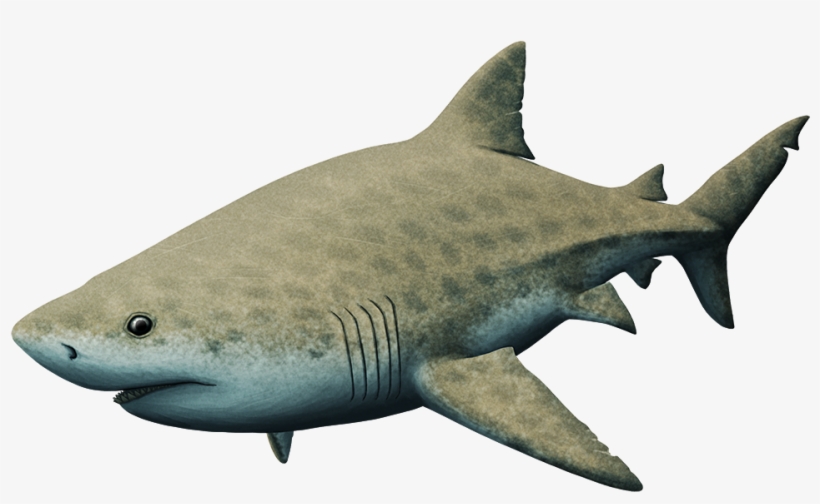 Almost-living Fossils Month - Alphynix Tumblr Pliocene, transparent png download