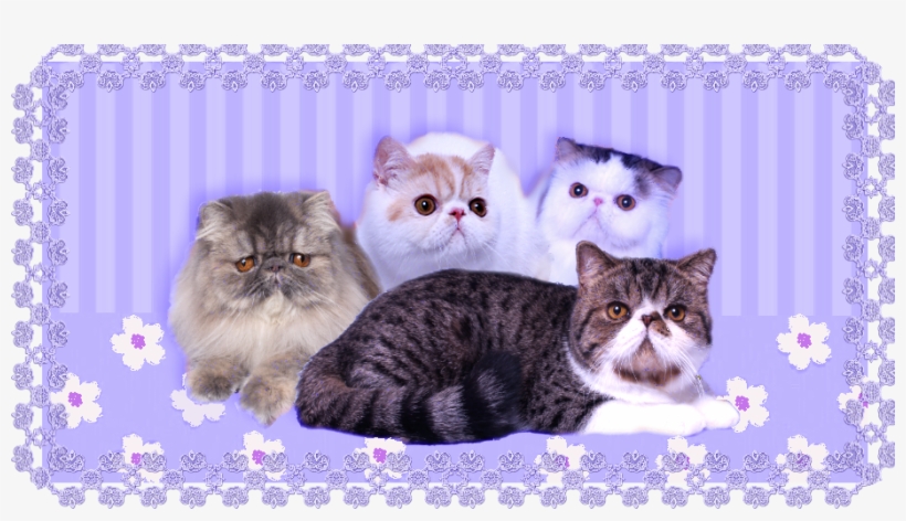 Carismatic Persians - Domestic Short-haired Cat, transparent png download