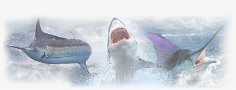 Fishing Qualifications - - Great White Shark, transparent png download