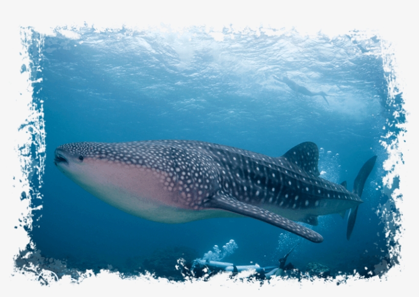 Maldives - Whale Shark - Maldives Fishing, transparent png download