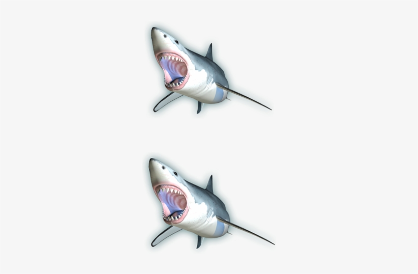 Bull Shark Carcharhinus Leucas - Tiger Shark, transparent png download