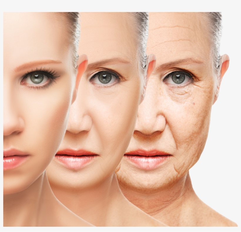 Does Anti Wrinkle Cream Work - Effects Of Ageing On The Skin, transparent png download