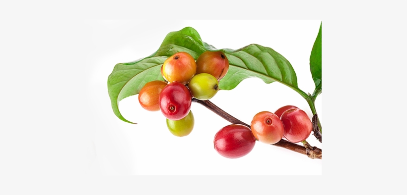 Our Unwavering Dedication To Leadership Means That - Coffee, transparent png download