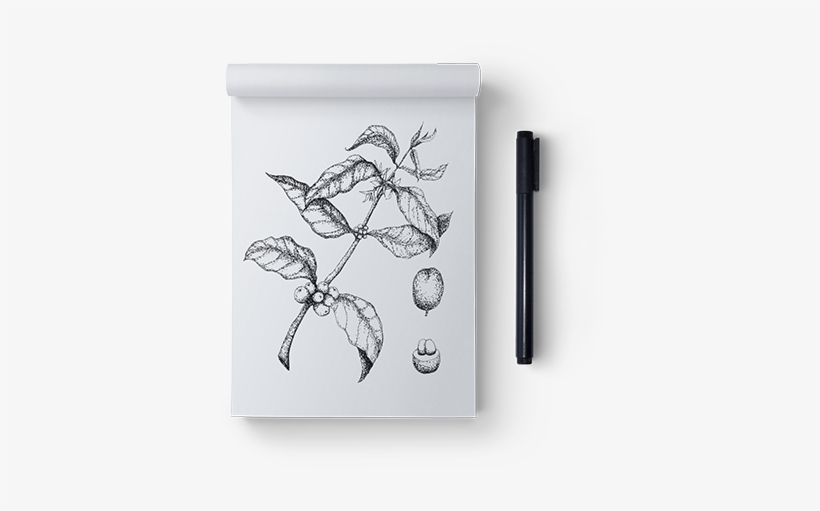 First I Created Hand-drawn Illustrations - Drawing, transparent png download