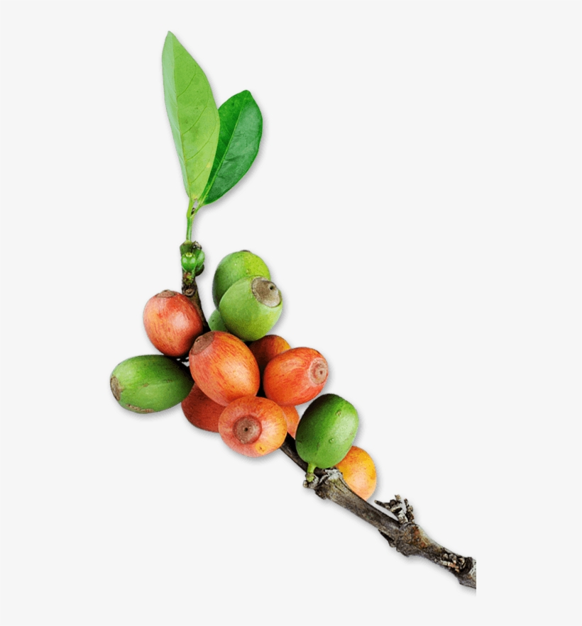 The Origin Of Great Tasting Coffee - Coffee Branch Png, transparent png download