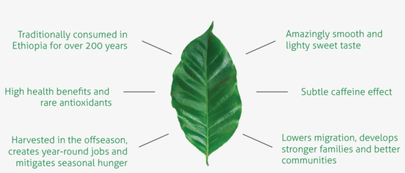 Coffee Leaf, transparent png download