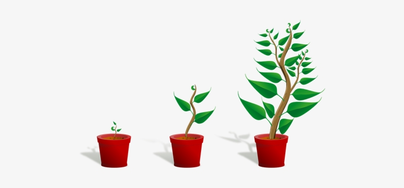 Coffee Plant Clipart Tumbuhan - Getting To Know Plants, transparent png download