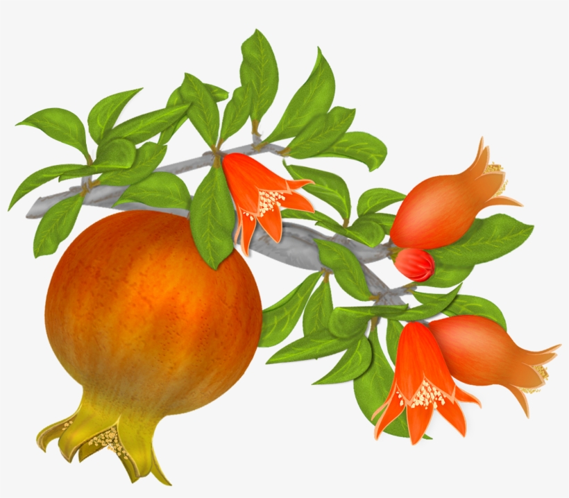 Free Pomegranates Png Graphics - Pomegranate Flower Vector, transparent png download