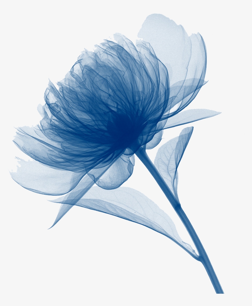 Png Transparent Canvas Print Art Watercolor Painting - Art Framed Flower Photography, transparent png download