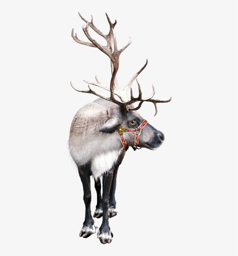 Reindeer Clipart Reindeer Silhouette Clipart By Theclipartpress - Reindeer, transparent png download