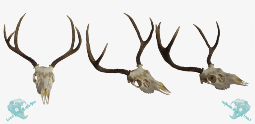 Mule Deer Skull Stock By Lord - Deer, transparent png download