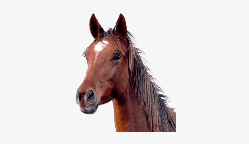 Brown Horse Head - Horse Head Png PNG Image | Transparent PNG Free