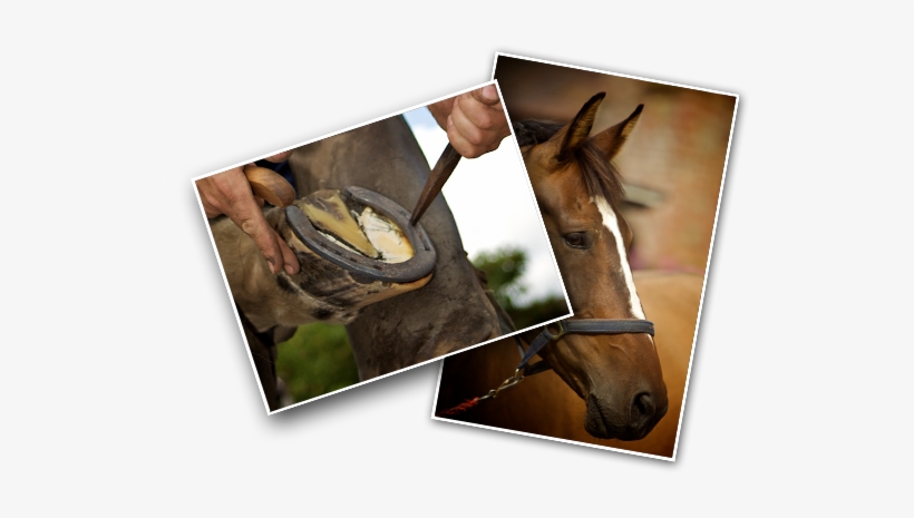 Horse Hoof Oil Aids Hoof Care And Hoof Health - Horse Hoof, transparent png download
