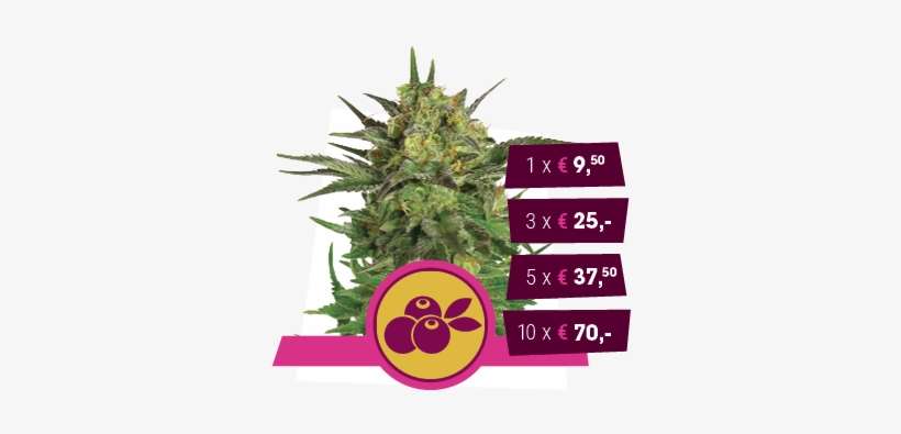 Haze Berry - Haze Berry Feminizada, transparent png download