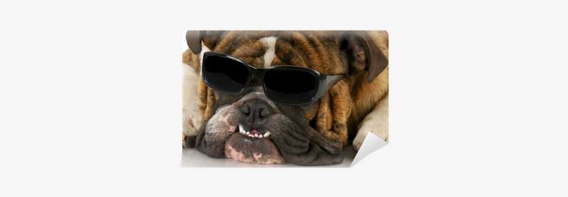 Bulldog, transparent png download