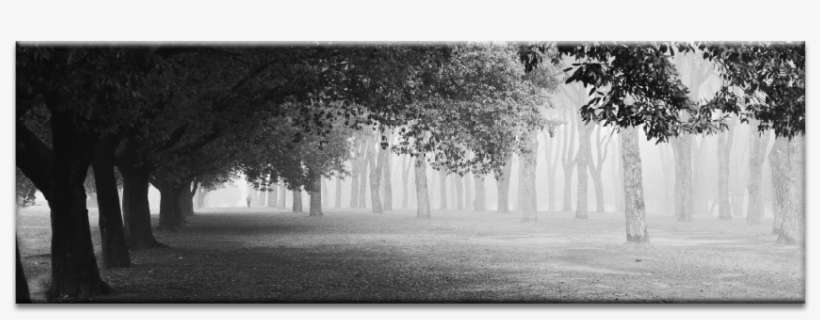Morning Fog - Photography, transparent png download
