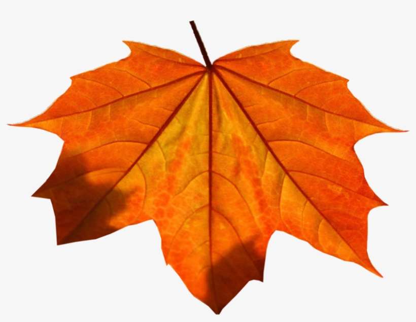 Orange Leaf Png PNG Image Transparent PNG Free Download on SeekPNG
