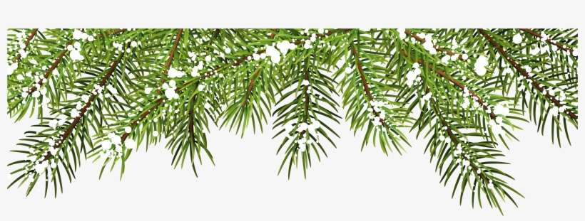 Christmas Pine Branches, transparent png download