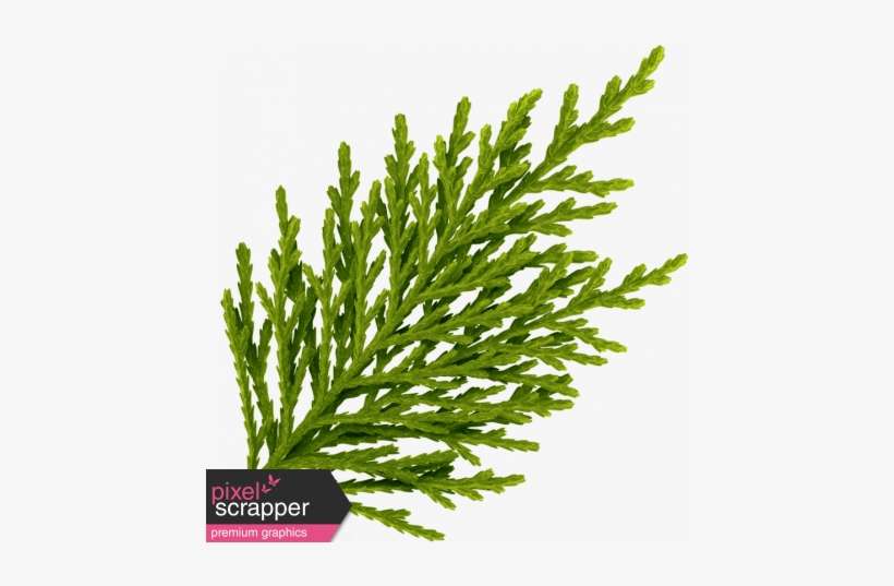 Oregonian Pine Branch - Digital Scrapbooking, transparent png download