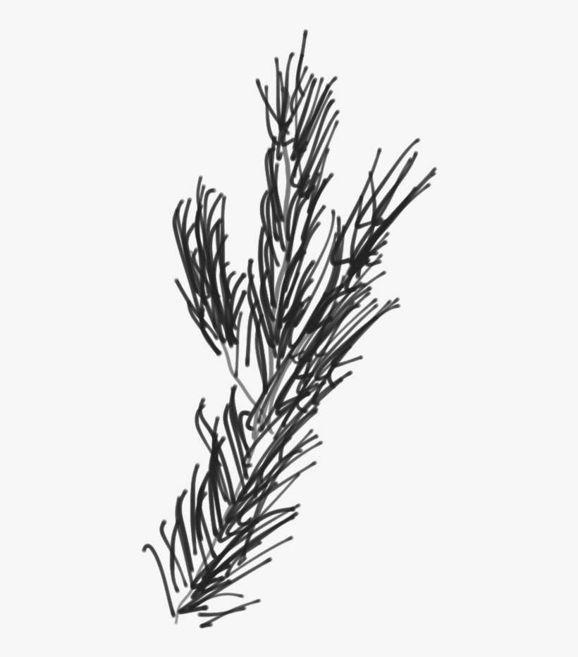 Branch Of A Scotch Pine - Sketch, transparent png download