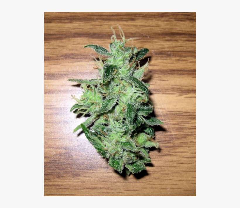 Skunk, transparent png download