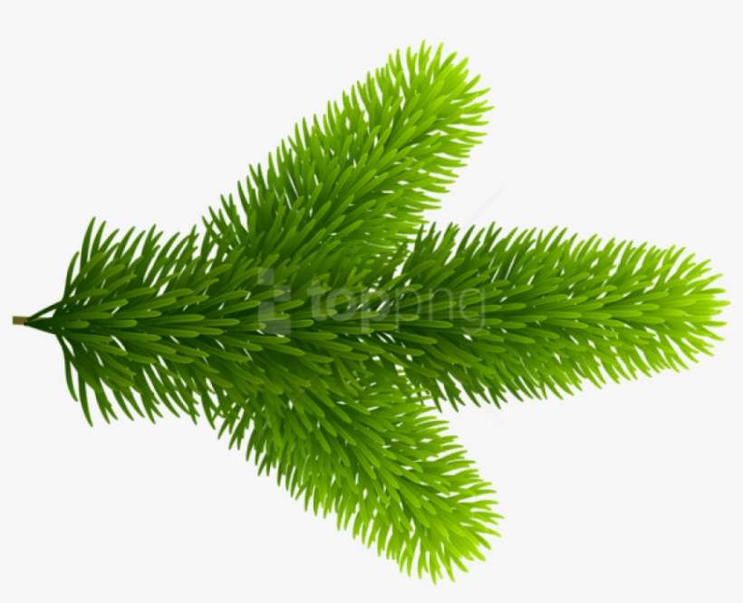 0, - Pond Pine, transparent png download