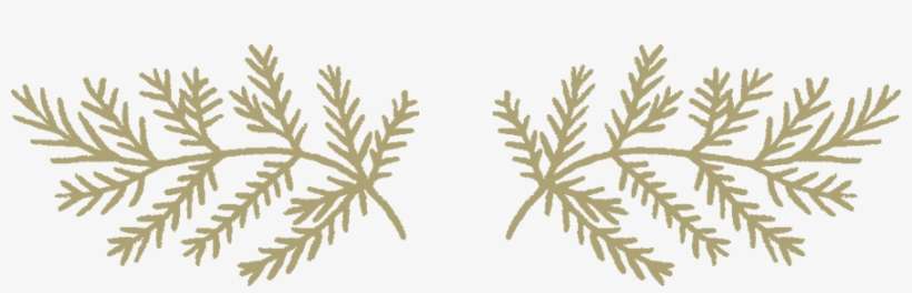 Full - Fern, transparent png download