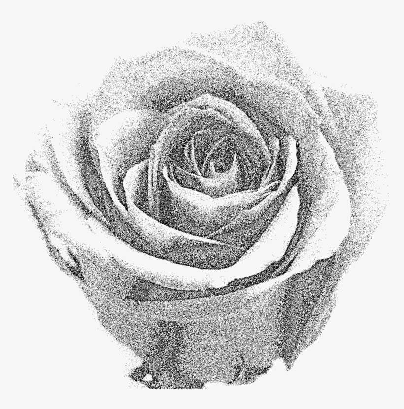 All Photo Png Clipart - Grey Rose Png, transparent png download