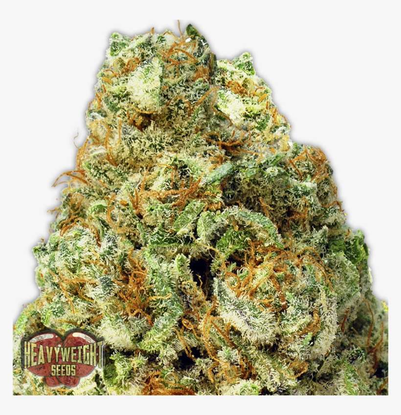 Turbo Bud Auto - San Diego Strain, transparent png download