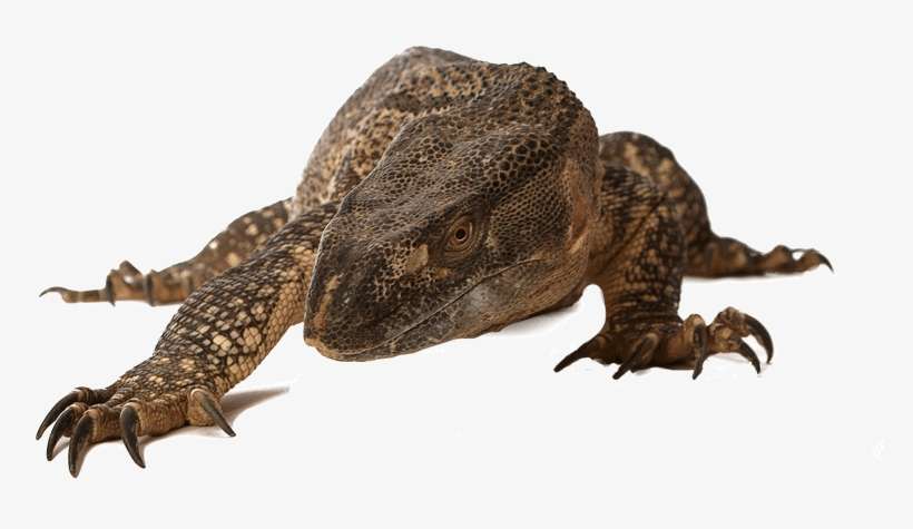 Reptiles - Komodo Dragon, transparent png download