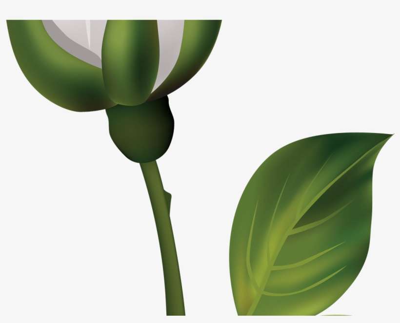 White Rose Bud Png Clipart Best Web Clipart - Capullo De Flor Dibujo, transparent png download