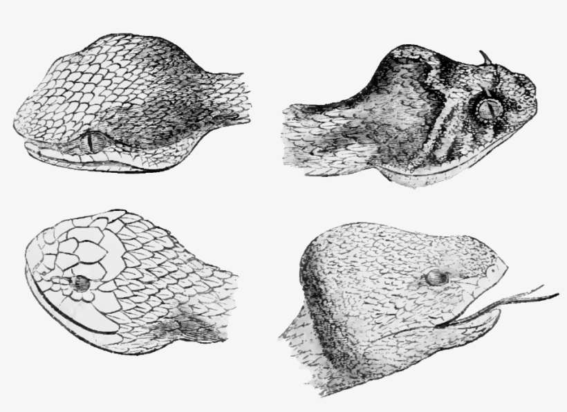 Natural History, Reptiles 208 Heads Of Viperadæ - Drawing, transparent png download