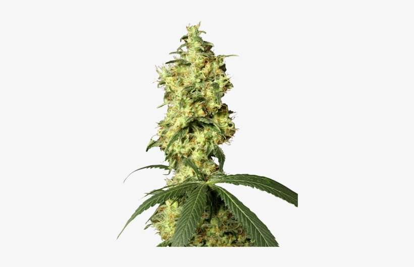 White Label White Widow Auto, transparent png download
