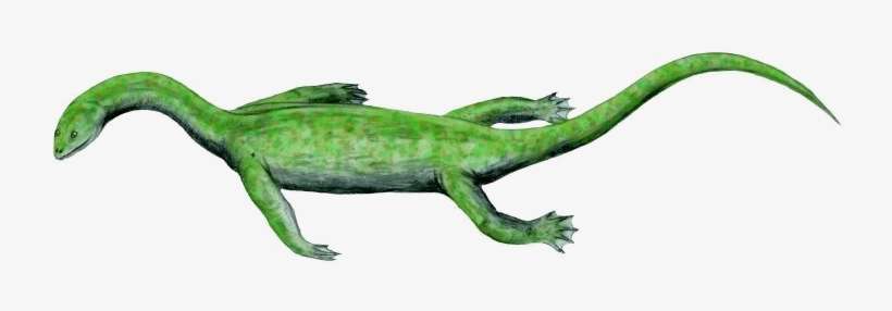Keichousaurus - Keichousaurus Hui, transparent png download